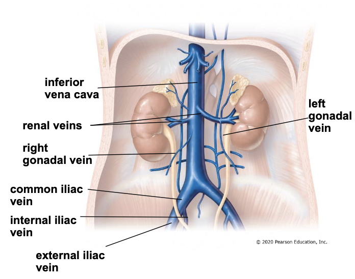<p>inferior vena cava receives blood from</p><ul><li><p>renal veins - draining blood from the kidneys</p></li><li><p>gonadal veins - drain blood from the gonads</p></li><li><p>common iliac veins</p></li><li><p>liver</p></li></ul><p></p>