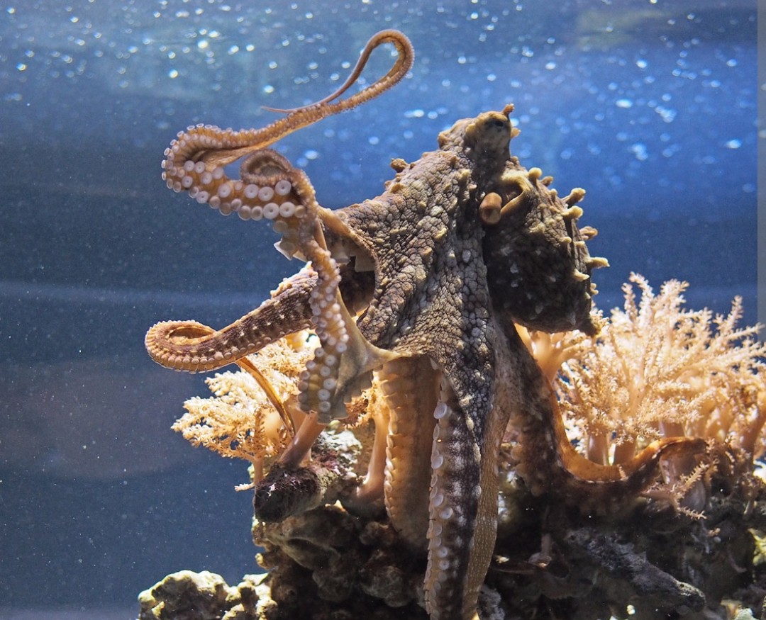 <p>Octopodidae family</p><p class="has-focus">diet is carnivorous and includes a variety of prey like crabs, shrimp, fish, and molluscs</p><p class="has-focus">typically a mottled brown or tan color and can change its appearance dramatically using specialized cells to camouflage with its surroundings. Features dark, oval false eye spots (ocelli) at the base of its arms.</p>