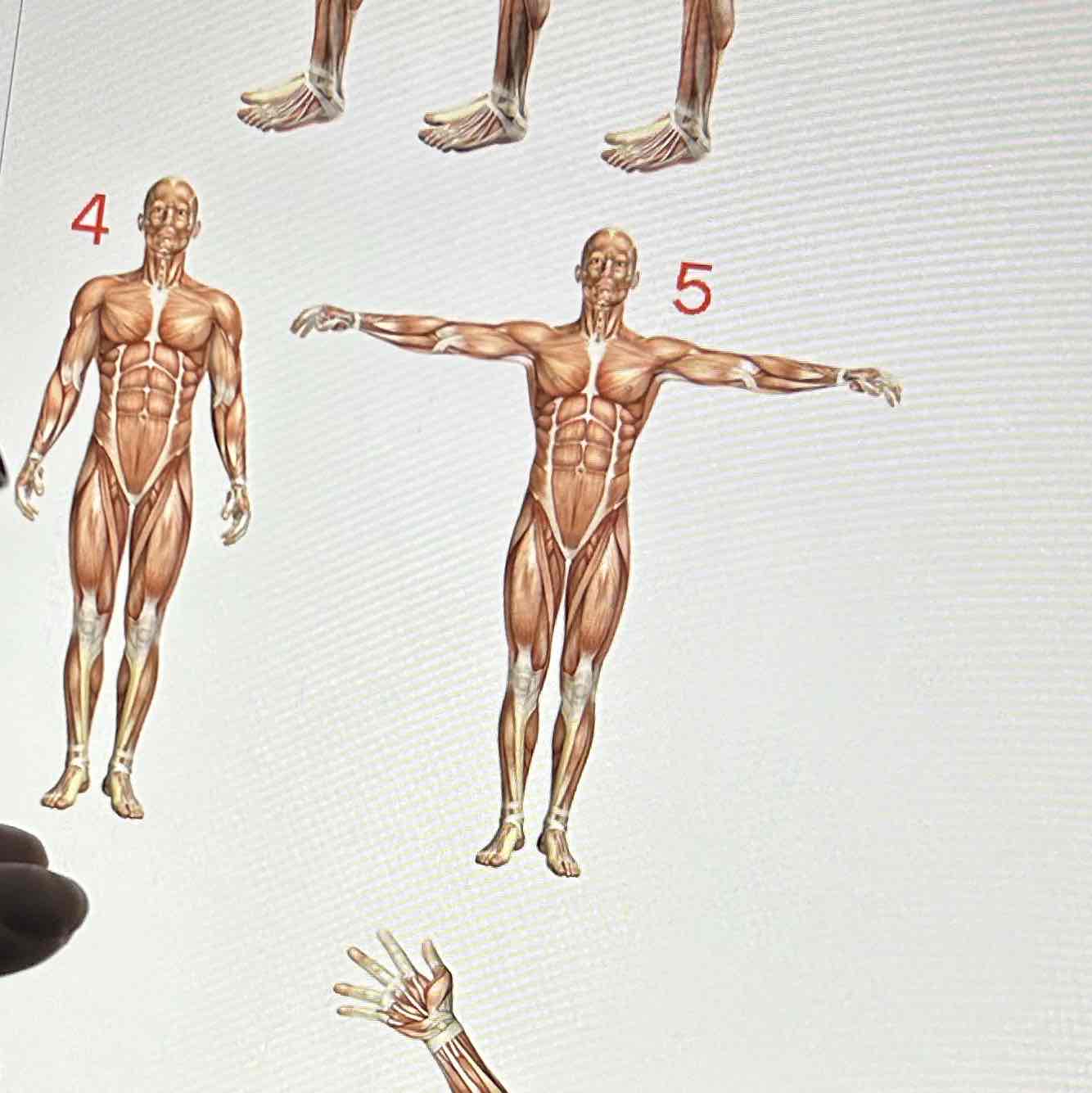 <p>The type of shoulder joint movement labeled 5 is </p>