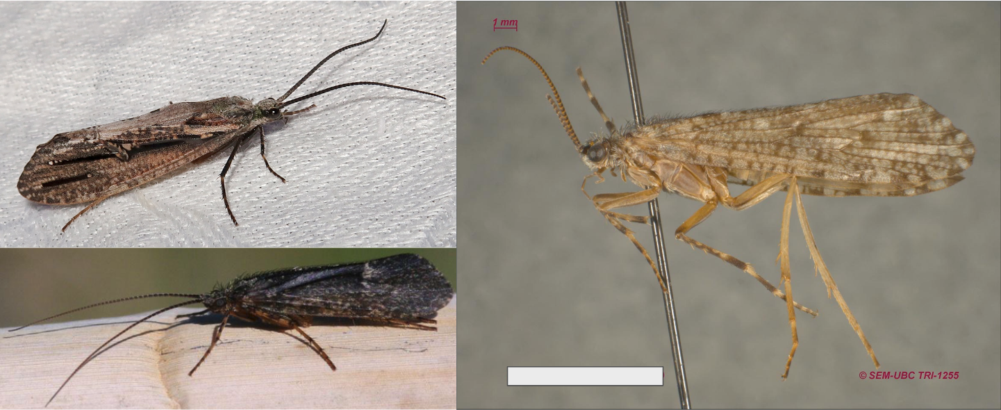 <ul><li><p>Antennae moderately long</p></li><li><p>Maxillary palps 4-segmented in males, 5-segmented in females</p></li><li><p>Ocelli present</p></li><li><p>Meso-tibiae with 2 preapical spurs (4 total incl. apical)</p></li><li><p>Usually among the largest caddisflies</p></li></ul><p></p>