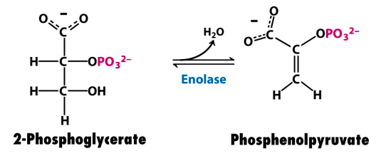 2-phosphoglycerate to phosphoenolpyruvate