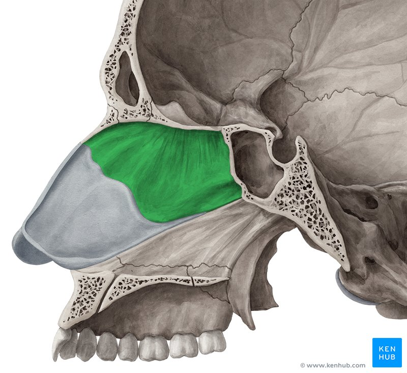 <p>What landmark in the <strong>Ethmoid Region?</strong></p>