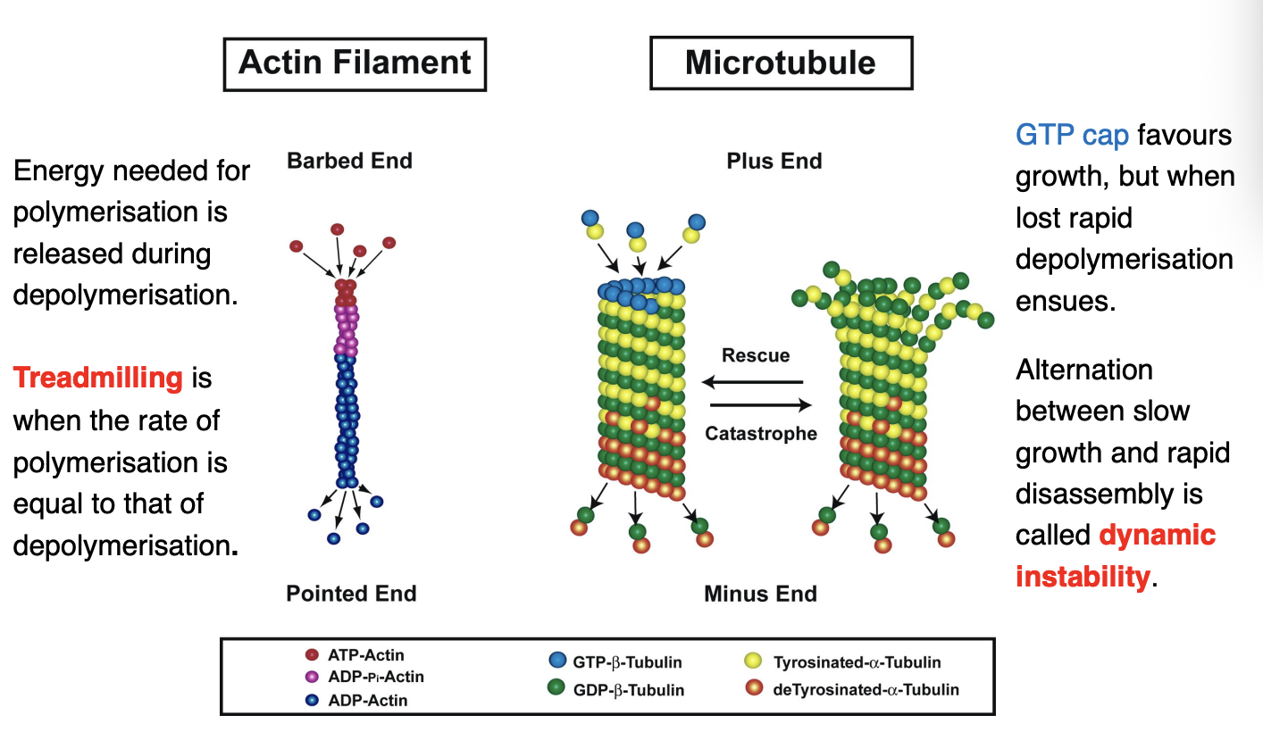 <ol><li><p>Actin filament</p><ul><li><p>energy needed for polymerisation is released during depolymerisation</p></li><li><p><strong>Treadmilling</strong>→ when the rate of polymerisation is equal to that od <strong>depolymerisation</strong></p></li></ul></li><li><p>Microtubule</p><ul><li><p>GTP cap favours growth <strong>but</strong> when lost→ rapid depolymerisation ensures</p></li><li><p>Alternation between slow growth and rapid disassembly is called <strong>dynamic instability</strong></p></li></ul></li></ol><p></p><p><em>Due to the assymetric components of actin and MT that make the pushing and pulling</em></p>