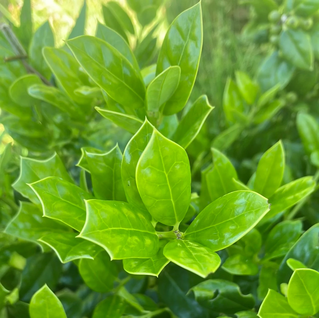 <p>Burford Holly</p>