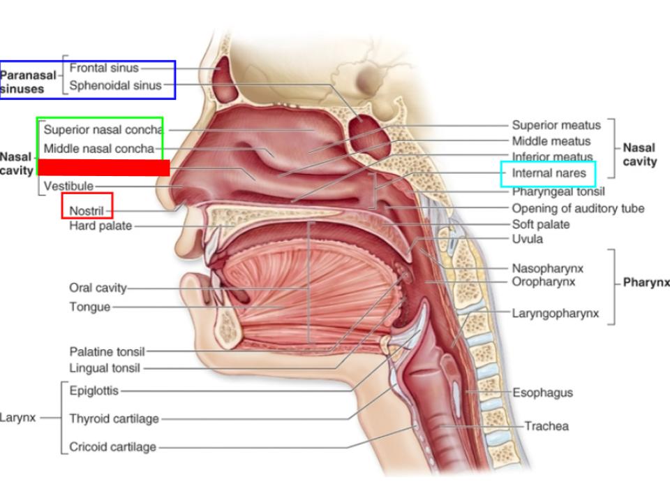 <p>nasal conchae</p>