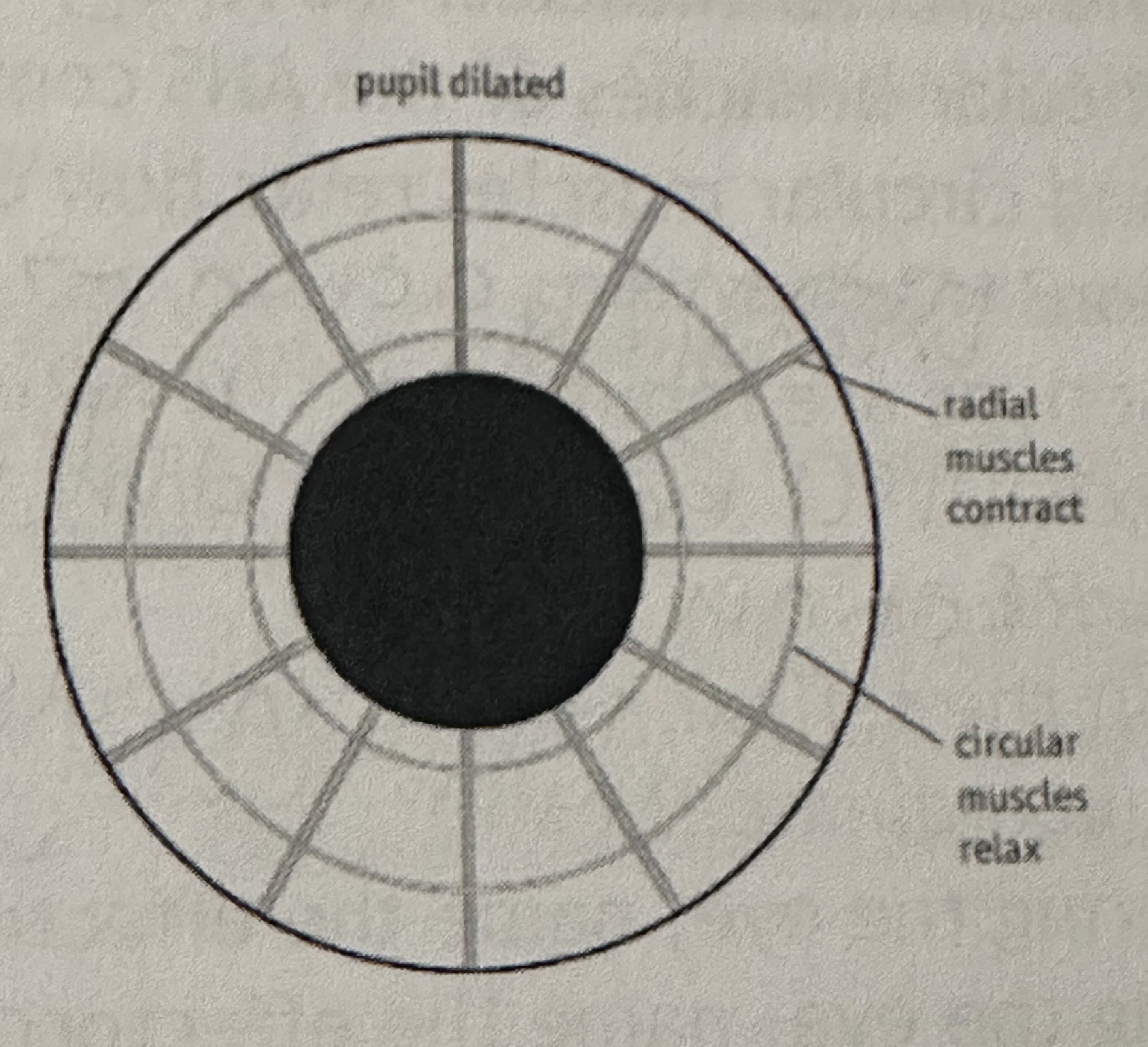 <p>1) Low light levels are detected by photoreceptors in the retina</p><p>2)Nerve impulses pass along the sensory neurones in the optic nerve to the CNS</p><p>3) A number of different sites within the CNS, including a group of cells in the midbrain coordinate a response</p><p>4) Impulses from these cells are sent along the sympathetic motor neurones to the radial muscles of the iris causing them to contract</p><p>5) At the same time, the circular muscles relax. This dilates the pupil, allowing more light to enter the eye</p>