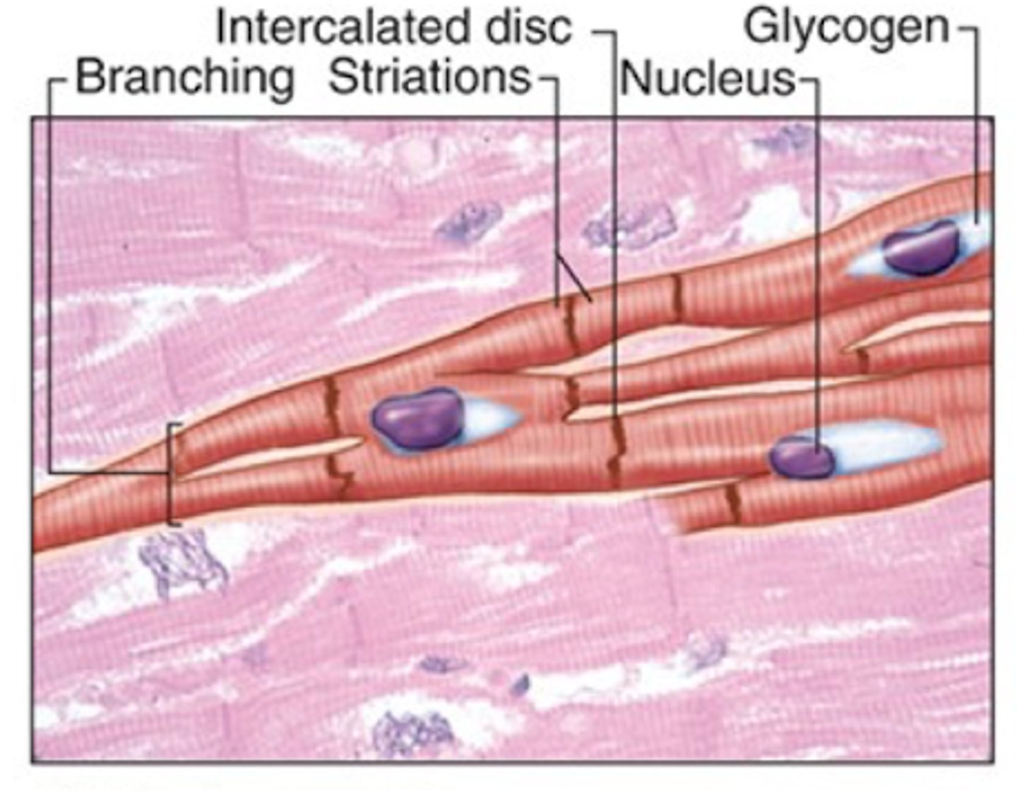 <p>What muscle tissue has branched cells with intercalated discs &amp; cross-striations</p>