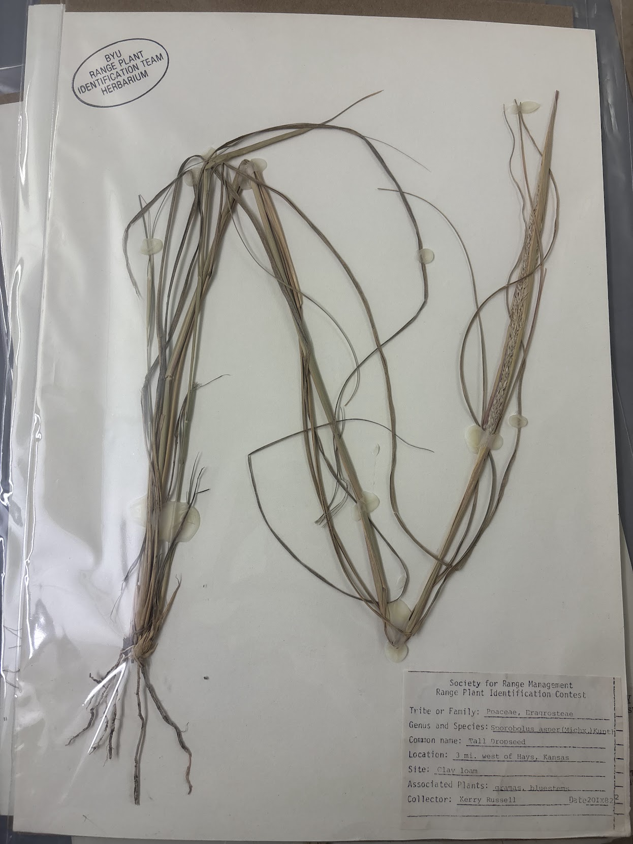 <p>Eragrosteae - Sporobolus compositus - tall dropseed </p>