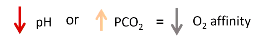<p>• Oxygen affinity depends on the PCO<sub>2</sub> and the pH</p><ul><li><p><strong>Low pH (more acidic) or high CO₂</strong> → stabilizes <strong>deoxygenated Hb (T state)</strong> → <strong>reduces O₂ affinity - right shift</strong></p></li><li><p><strong>High pH (more basic) or low CO₂</strong> → stabilizes <strong>oxygenated Hb (R state)</strong> → <strong>increases O₂ affinity - left shift</strong></p></li></ul><p></p><ul><li><p><strong>In tissues</strong> (high CO₂, low pH from metabolism):</p><ul><li><p>Hb <strong>releases O₂ more readily</strong> → oxygen delivered to metabolically active cells</p></li></ul></li><li><p><strong>In lungs</strong> (low CO₂, higher pH):</p><ul><li><p>Hb <strong>binds O₂ more tightly</strong> → efficient oxygen loading</p></li></ul></li></ul><p></p>