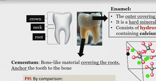 <p>Bone like material covering the roots that anchor the tooth to the bone </p>