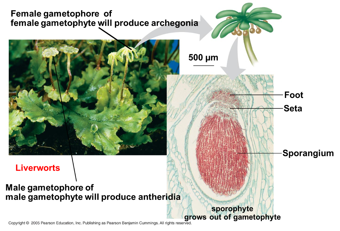 <p>Female gametophore (liverwort)</p><p></p>
