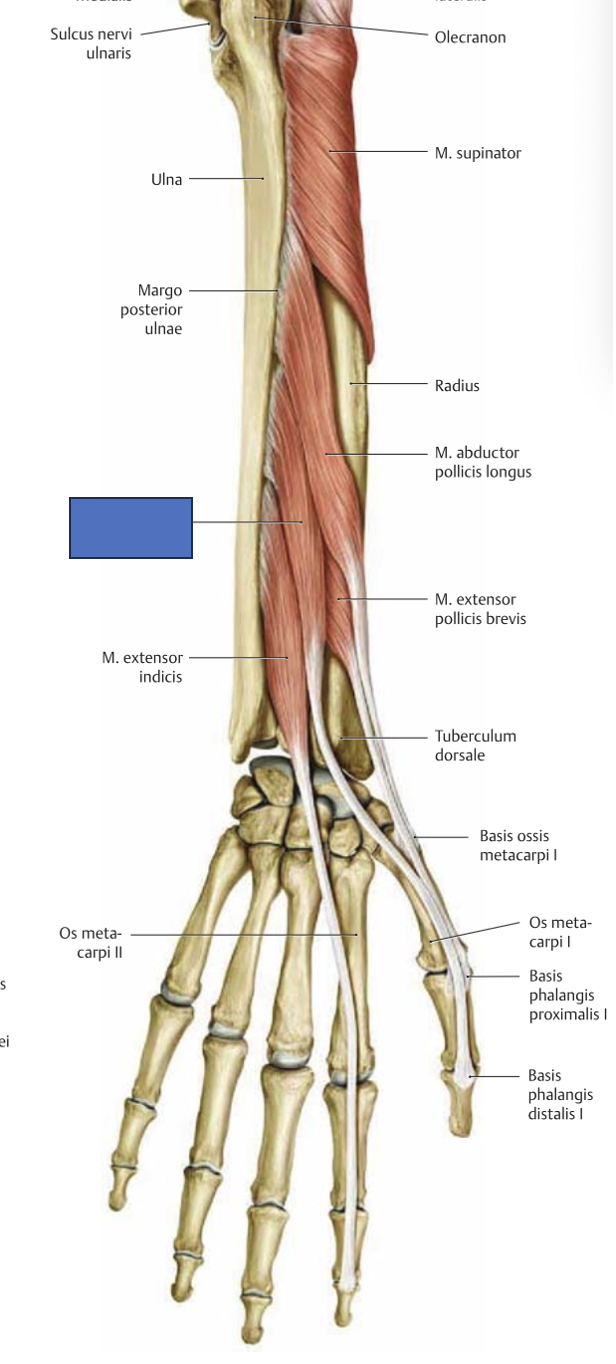 <p>m. extensor pollicis longus → sirutab pöidla distaalset lüli</p>