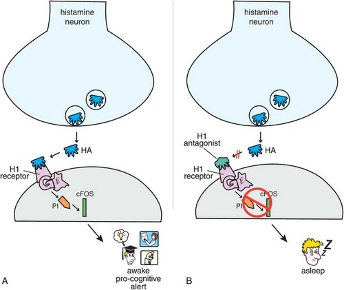 <p>Histamine promotes wakefulness, and its inhibition can facilitate sleep.</p>