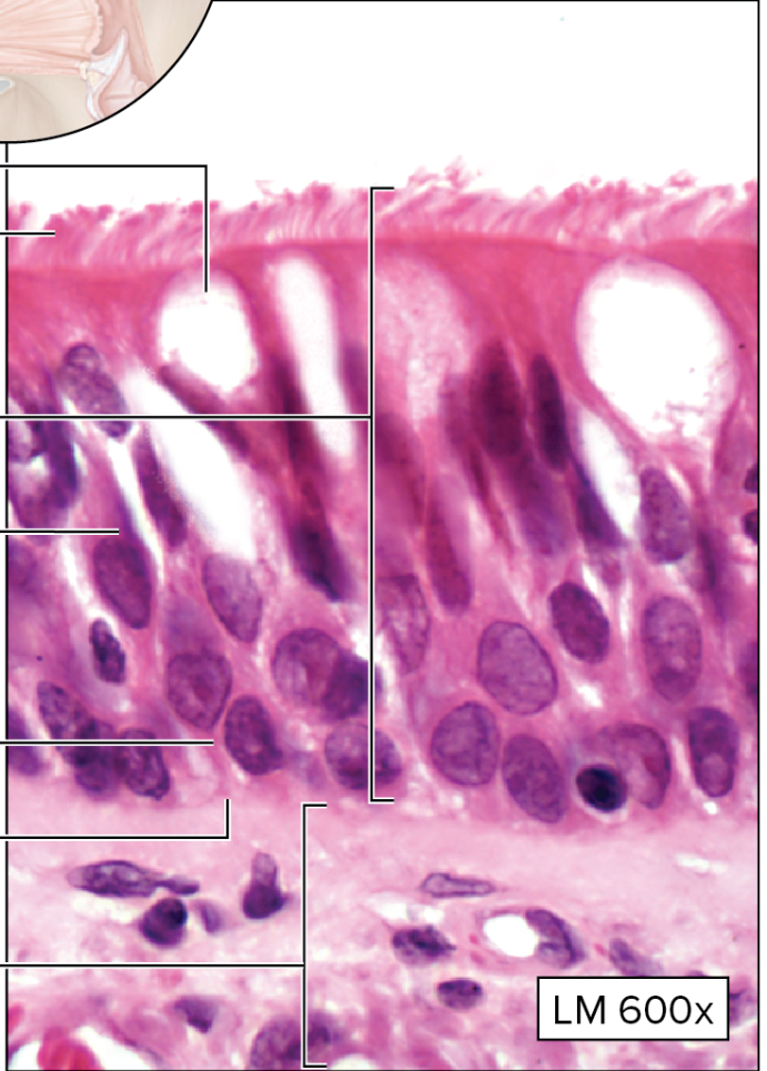 <p>What type of epithelial tissue is this?</p>