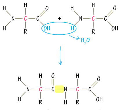 <p>builds complex molecules by joining two or more molecules together, removing a molecule of water, it’s an anabolic process requiring enrgy to occur and catalyzed by enzymes, forms a peptide bond between carboxylic group and amine gorup of two amino acids.</p>