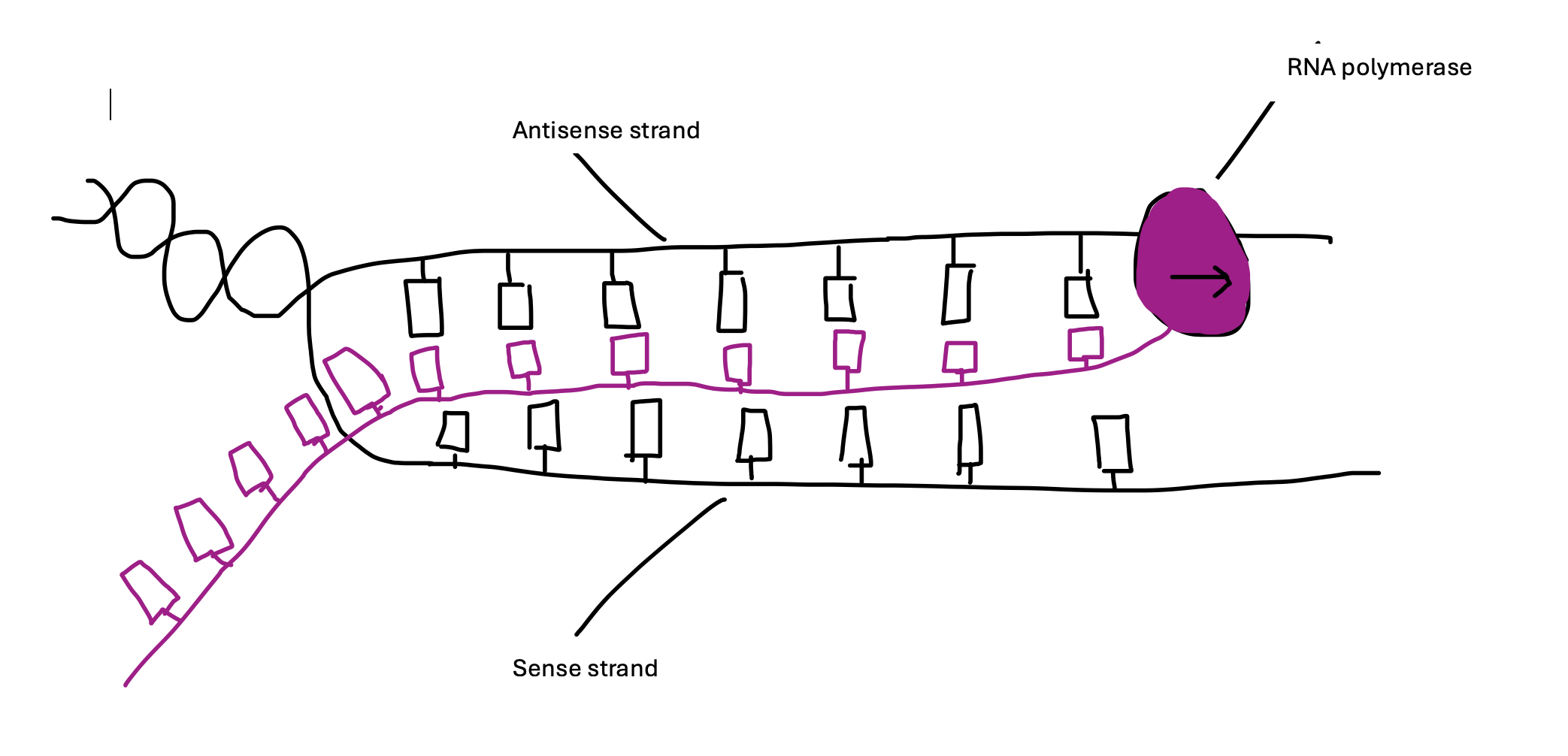 <p>RNA polymerase separates the strands and creates the new RNA strand from the existing DNA. </p>