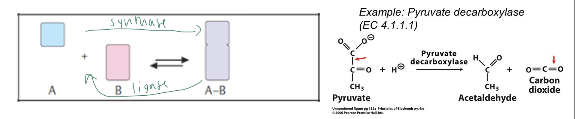 <p>cleave or form a bond between two molecules (without using water or doing redox)</p><ul><li><p>synthases do the forward rxn</p></li><li><p>liyases so the reverse rxn</p></li></ul><p></p>