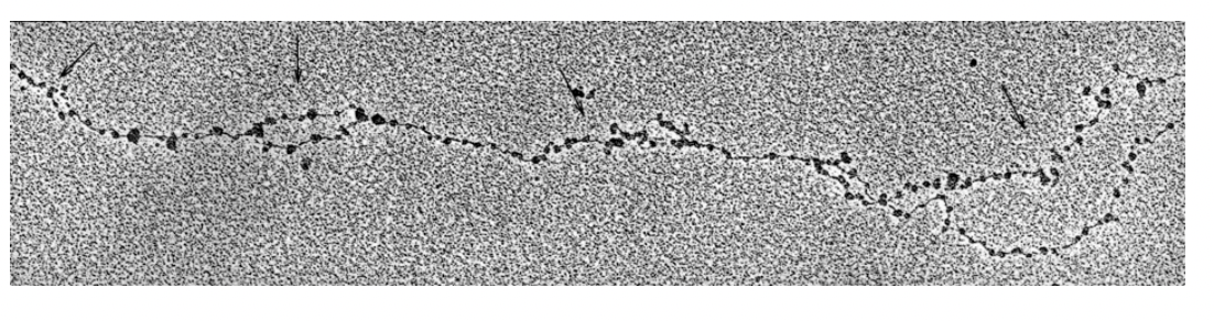 <ul><li><p>there are replication bubbles emanating from activated origins</p><ul><li><p>at intervals of 30-300kb</p></li></ul></li></ul><p></p>