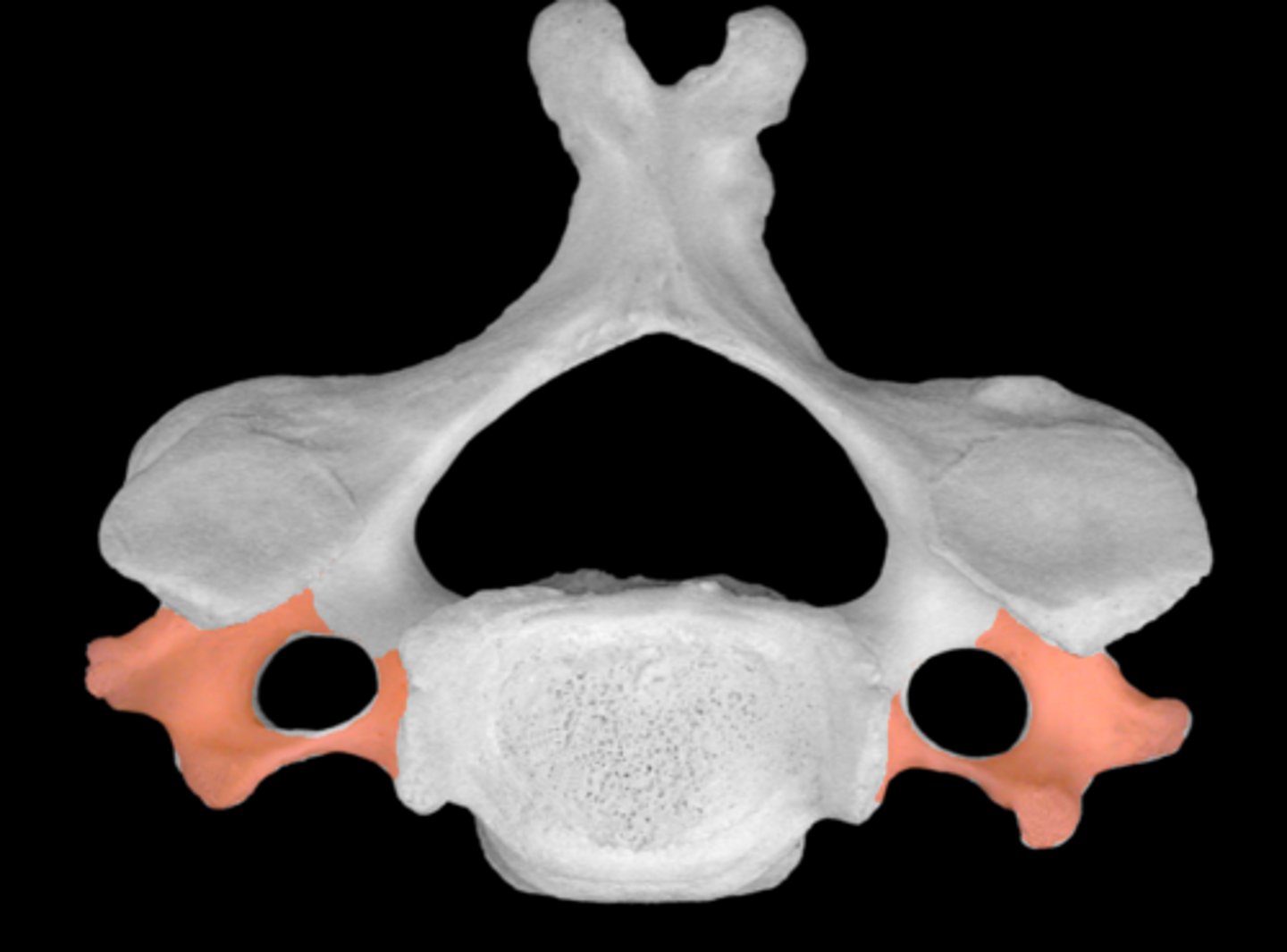 <p>paired</p><p>extends laterally</p>