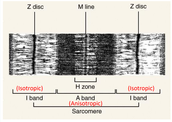 <ul><li><p>Measured from Z disc to Z disc</p></li><li><p>Site of muscle contraction</p></li></ul><p></p>