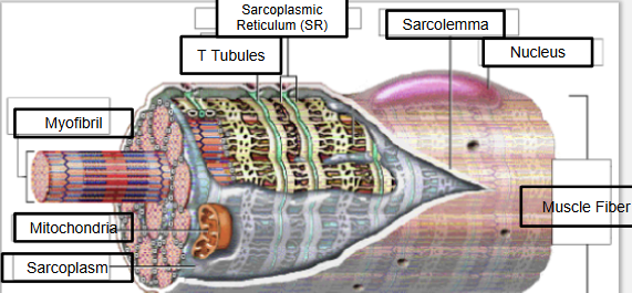 <ol><li><p>sarcolemma - cell membrane of muscle cell</p></li><li><p>SR - specialized endoplasmic reticulum that releases Ca</p></li><li><p>T-tubes - network of tubes that act as calcium releasing channels from the SR &amp; ensuring myofibrils contract simultaneously</p></li><li><p>myofibril - small tube-like structure containing the contractile filaments</p></li></ol><p></p>