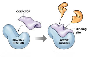 <p><span style="font-family: Arial, sans-serif">usually inorganic ions that temporarily bind to the surface of an enzyme and promote a chemical reaction&nbsp;</span></p>