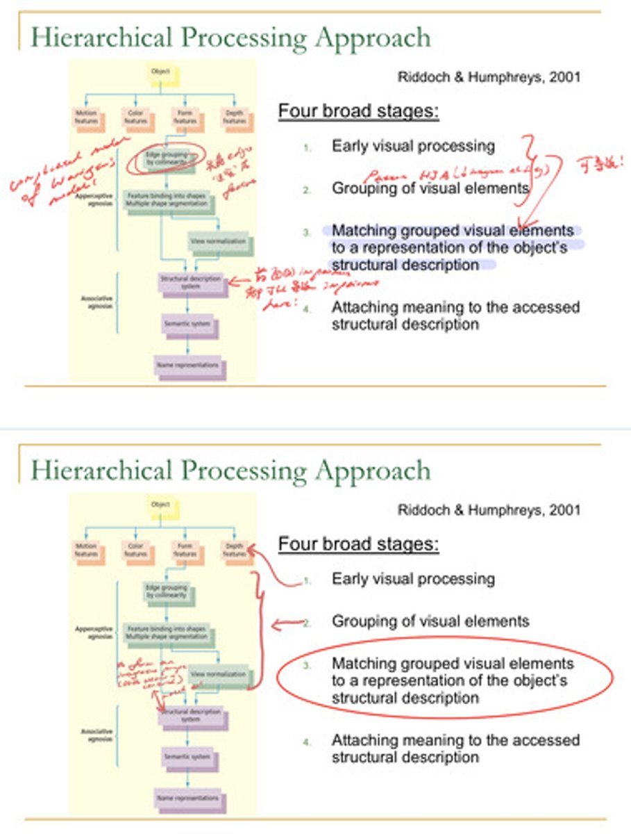 <p>1. Early visual processing</p><p>2. Grouping of visual elements (patient HJA!)</p><p>3. matching grouped visual elements to a representation of the object's structure (applying the features to a real life object and recognizing the common features)</p><p>4. attaching meaning to the structure</p>