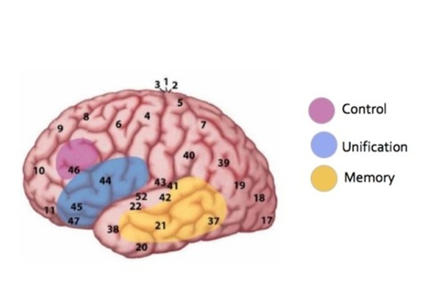 <p>Language involves memory, unification, control.</p><p>Memory: Stores and retrieves linguistic knowledge, including lexical and contextual information</p><p>Unification: Integration of phonological, syntactic and semantic information to build sentence meaning</p><p>Control: Regulates attention, information flow and coordination with working memory during language processing</p>