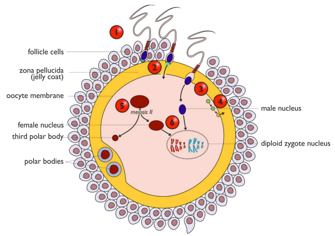 <ol><li><p>The sperm swim through follicle cells & release digestive enzymes from the acrosome to digest the zona pellucida & enter the ovum (acrosome reaction)</p></li><li><p>A single sperm fuses with the oocyte membrane & its nucleus enters the ovum; the rest of sperm cell breaks down</p></li><li><p>This triggers the cortical reaction, which hardens the zona pellucida to prevent polyspermy; the sperm nucleus also causes the egg to complete meiosis II</p></li><li><p>Male & female nuclei replicate their DNA, their membranes break down & chromosomes combine to form a diploid zygote, which immediately begins mitosis</p></li></ol><p></p>