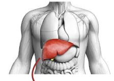 <p>Liver</p>