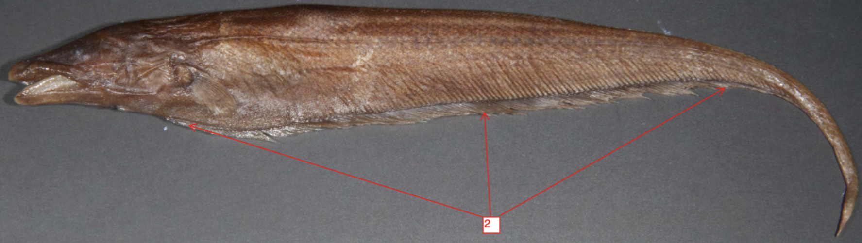 <p>&gt;</p>