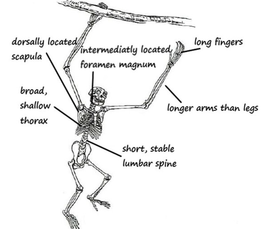 <p>Primate locomotion</p>