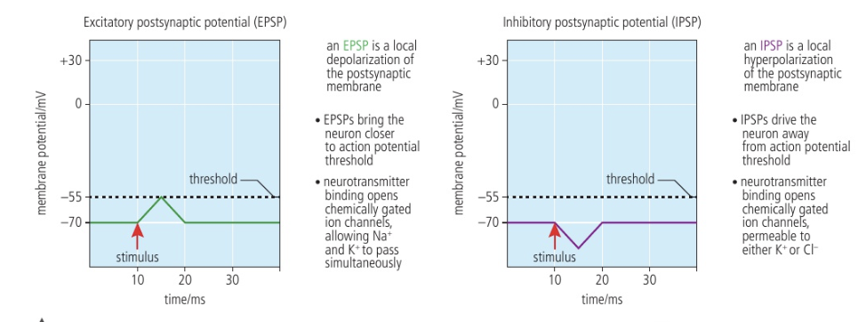 <p>If the sum of signals is inhibitory, then impulse is not carried forward</p><p>If some of signals is excitatory, the signal is carried forward</p>