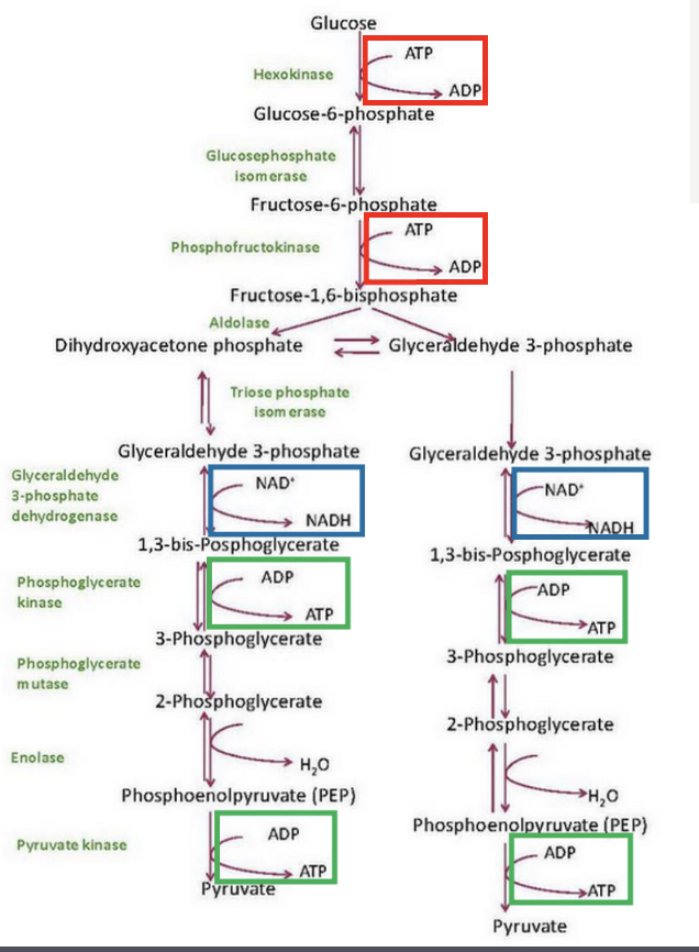 <p>Glycolysis occurs within the cytosol </p><p></p><p>2 ATP molecules hydrolysed to ADP </p><p></p><p>4 ATP molecules regenerated from ADP (two per pyruvate) </p><p></p><p>Also get two NADH molecules </p>