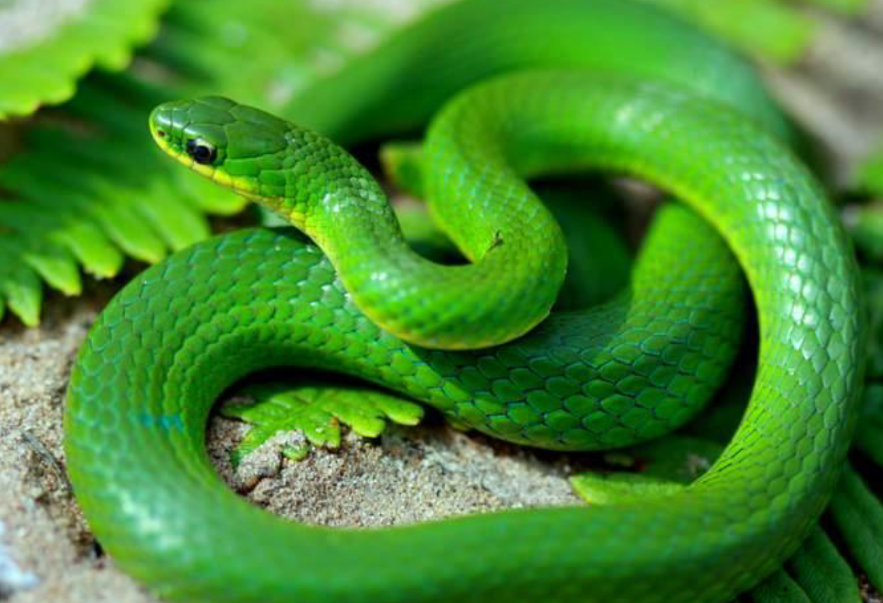 <p><span>what is this and what are its habitat and diet preferences</span></p>