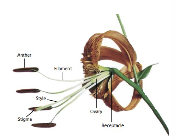 <ul><li><p>Peduncle: The main supporting stalk of the whole inflorescence. The stalk supporting single flowers are called pedicels</p></li><li><p>Receptacle: the point of attachment to the flower stalk</p></li></ul><p></p>