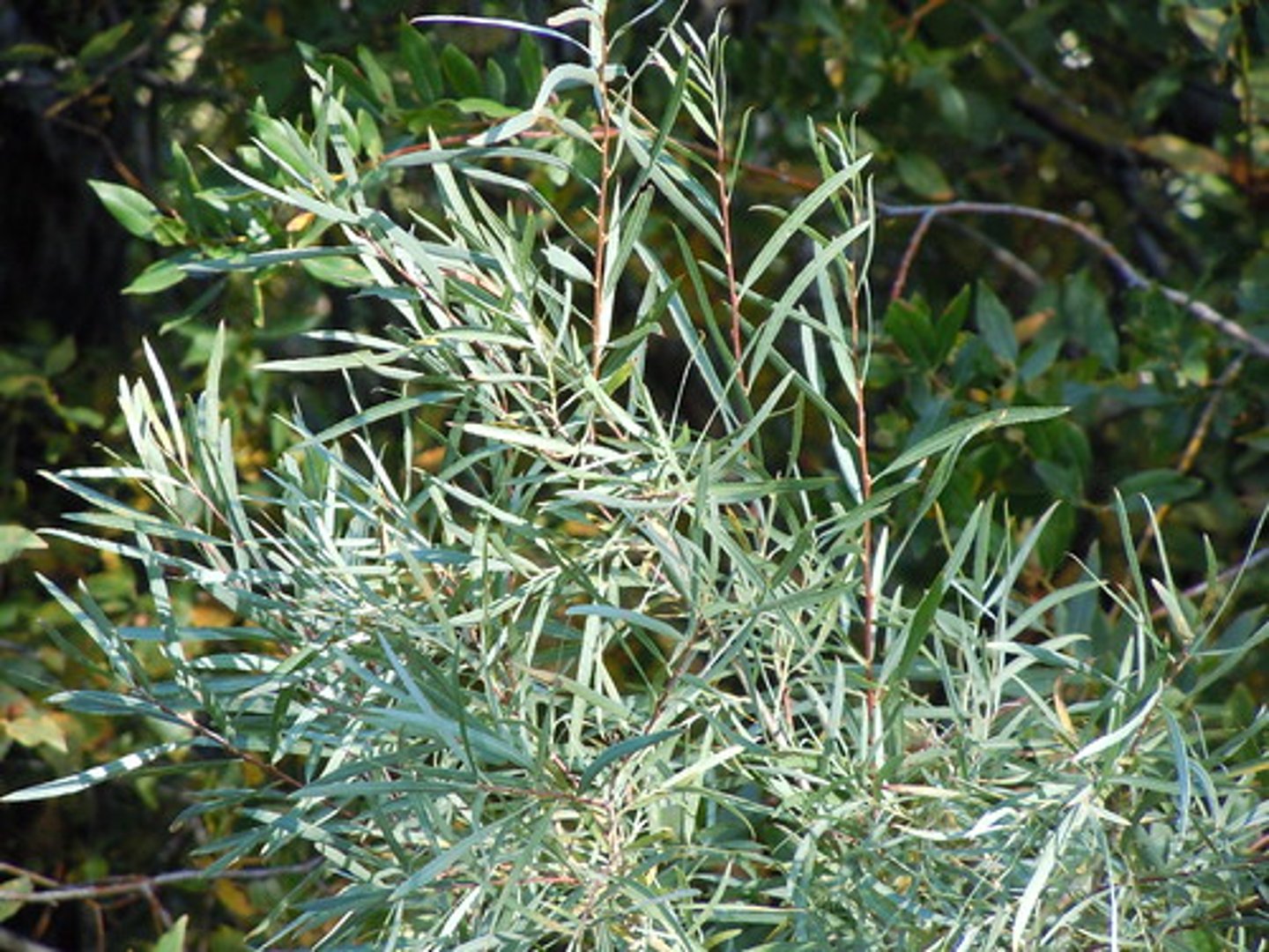 <p>sandbar willow</p><p>Family: Salicaceae</p><p>- Won't See a Whole Lot</p>