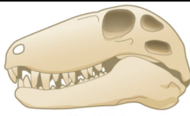 <p>Which skull is this?</p>