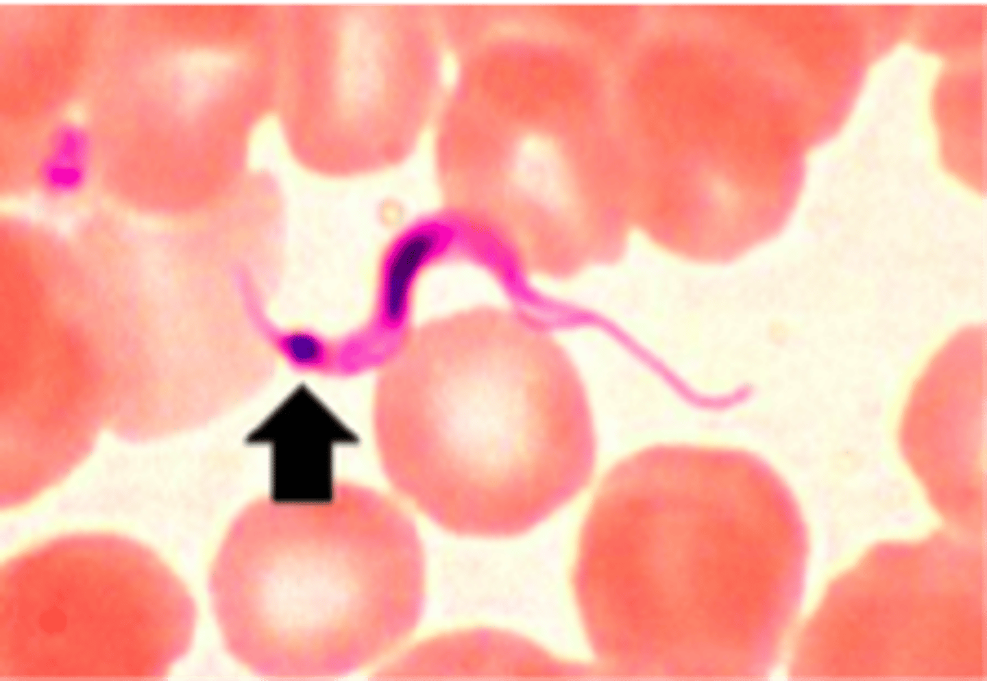 <p>a mass of mitochondrial DNA lying close to the nucleus in some flagellate protozoa.</p>