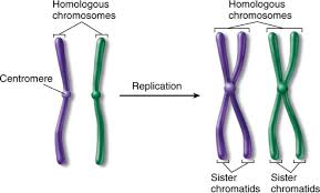 Chromosome pairs (one from each parent) with similar genes but possibly different alleles.