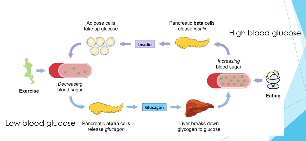 <ul><li><p>Blood glucose is detected by β-cells</p></li></ul><p></p>