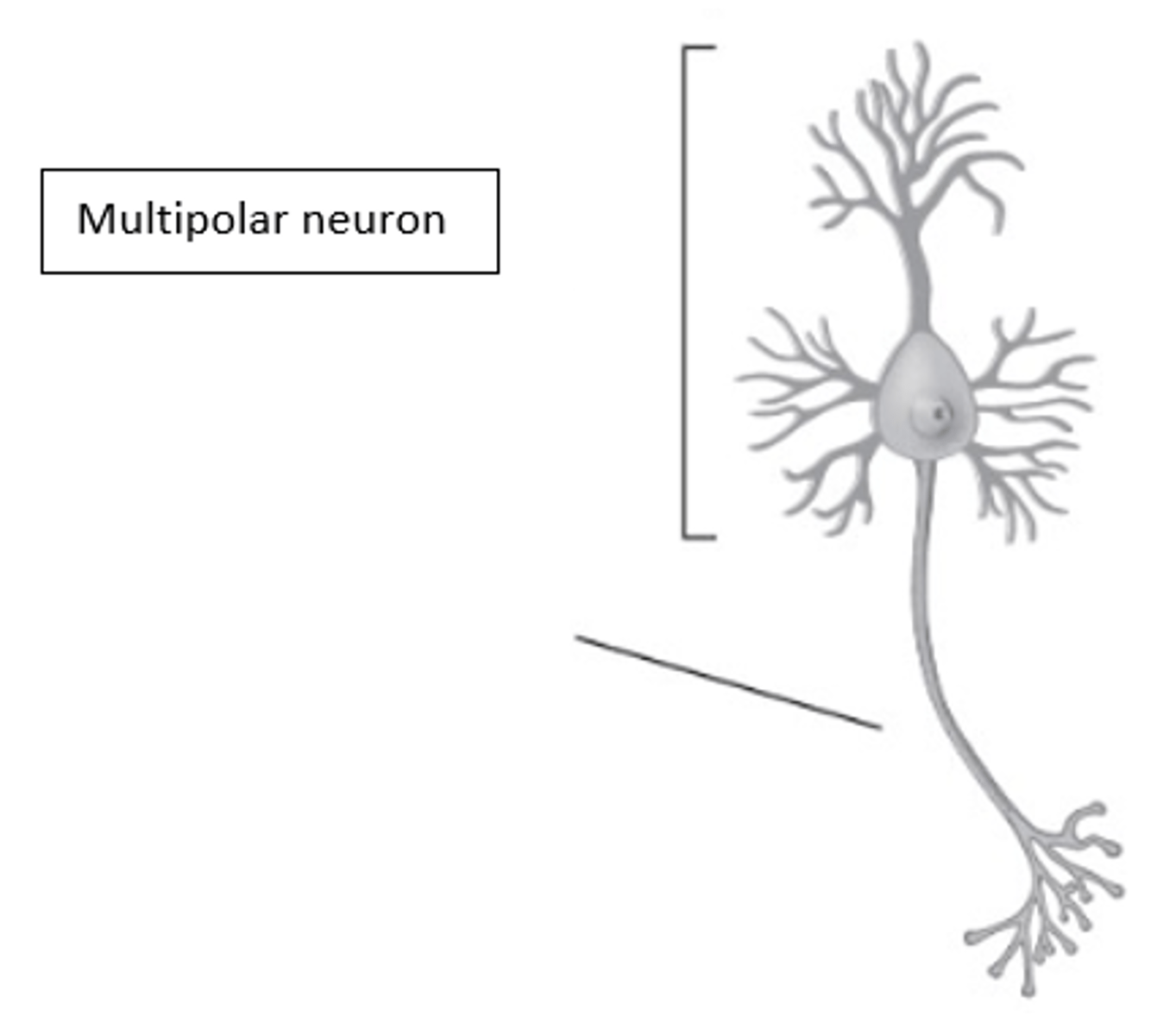 <p>What type of neuron is in the image?</p>