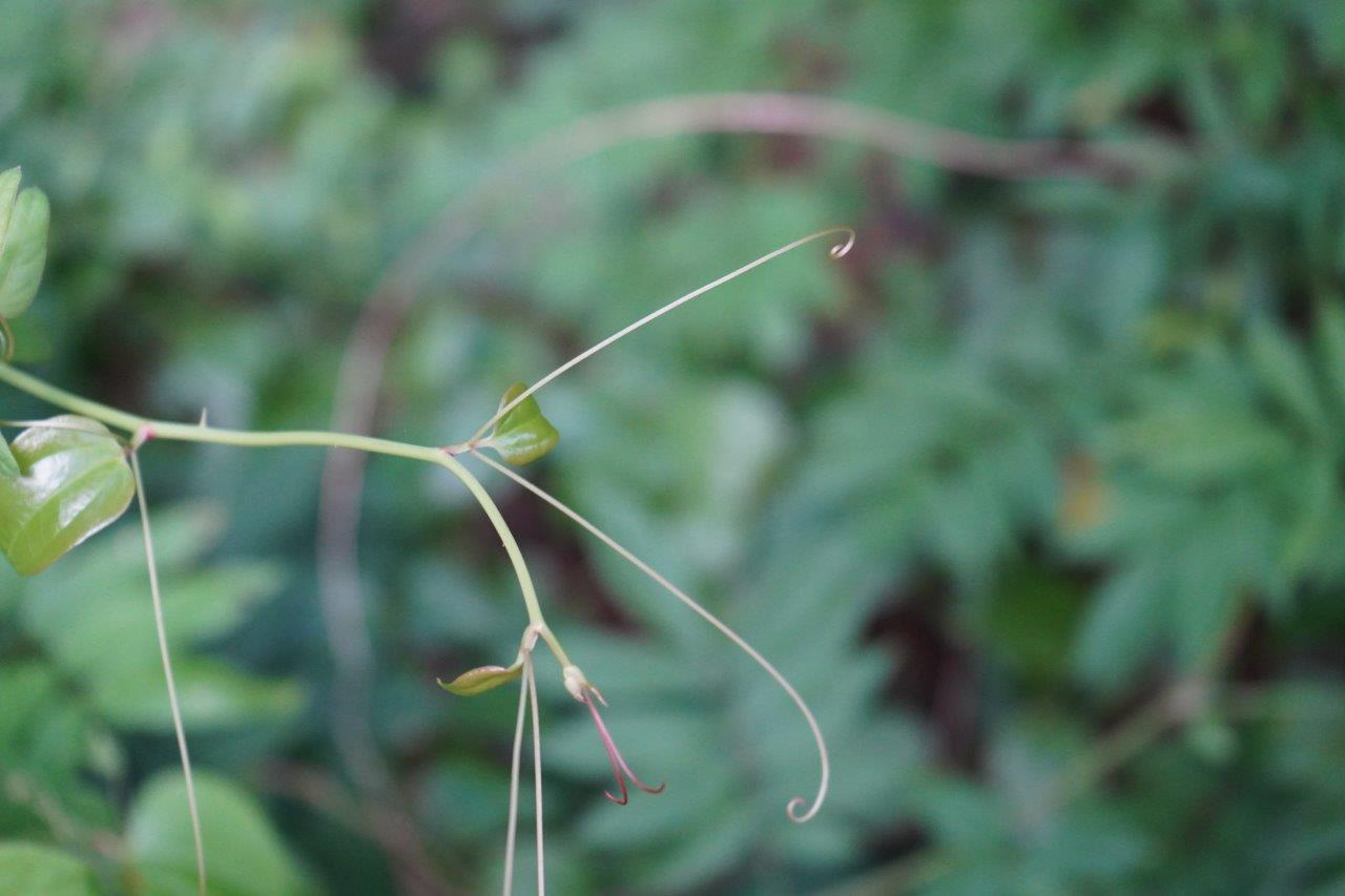 <p>smilax, roundleaf greenbrier, catbrier</p><p>Family: Smilaceae</p><p>Natural history: A woody monocot. Fruit eaten by grouse, songbirds, bear, raccoon. White-tailed deer browse the shoots.</p>