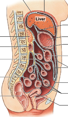 list and describe the 6 main mesenteries in the GI tract, including what parts they connect.