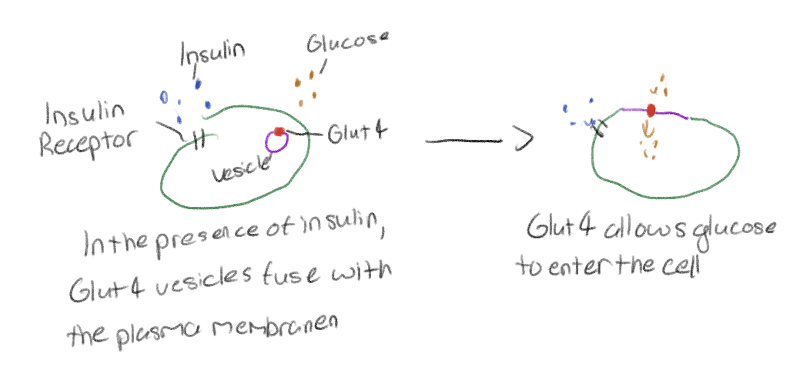 <p>Controlling the amount of glucose entering a cell</p>