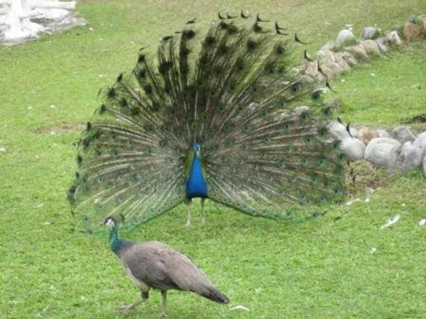 <p>Some individuals are more successful at attracting mates and therefore produce more offspring. For example, peacocks with larger tails get more mating opportunities.</p>