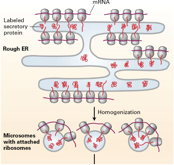 <p>the rough ER breaks into small <u>microsomes</u>, that are still functional (still have ribosomes) and can be easily purified</p>