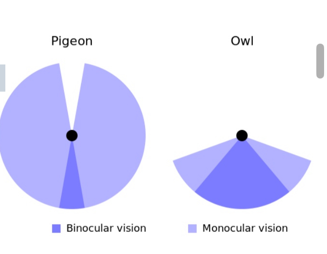 <ul><li><p>Convergence</p></li><li><p>Stereopsis</p></li><li><p>Ability of two eyes to see more of an object than one eye</p></li></ul><p></p>