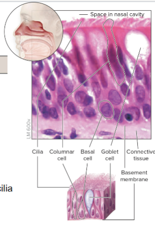 Ciliated Pseu. Columnar Epithelium.<br />