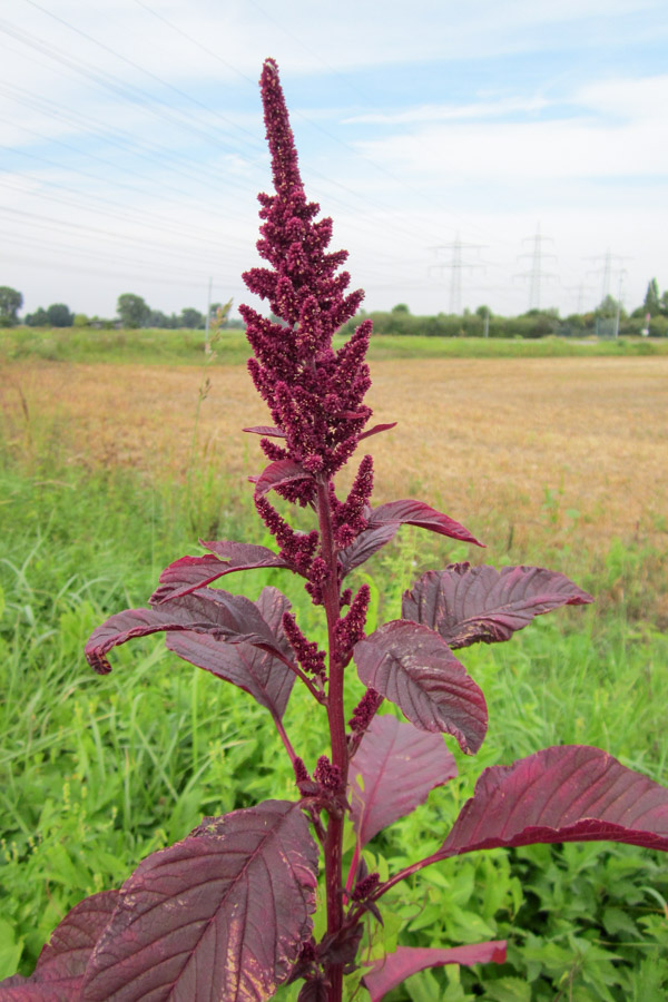 <p>red terminal and/or axillary inflorescences, panicle or thyrse, 4-6’ tall upright habit, green to muddy purple leaves</p>